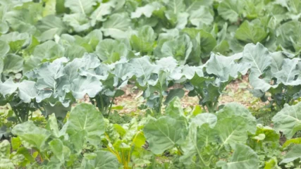 Featured image for “Jacksonville farmers markets brace for SNAP uncertainty”