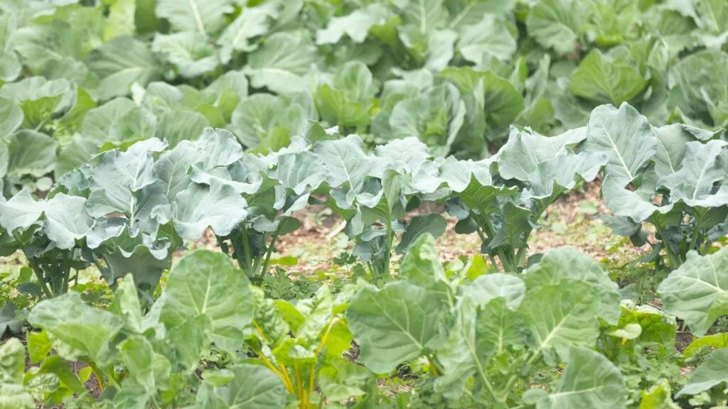 Produce grows at Eartha's Farm and Market, where many customers use SNAP to buy food