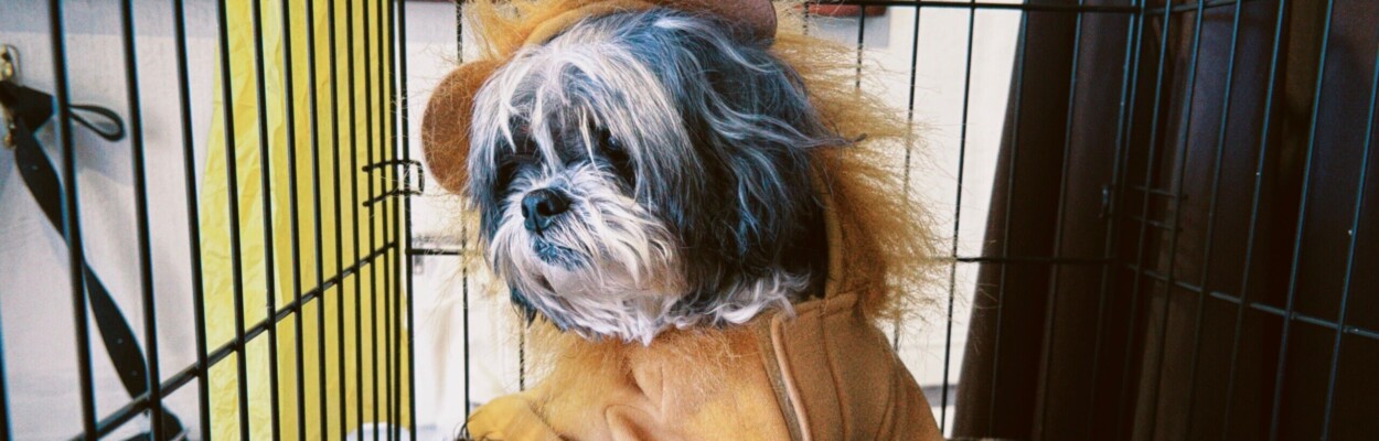 small dog wearing a lion costume