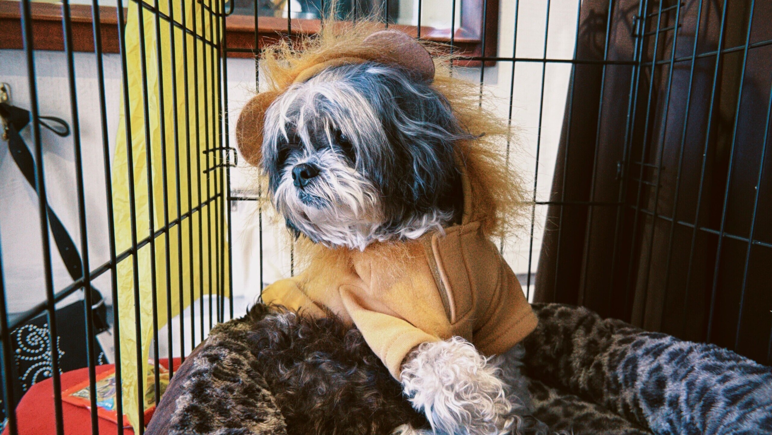 small dog wearing a lion costume