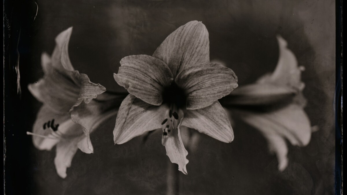 An image of flowers captured by St. Augustine conservation photographer Matt Keene.