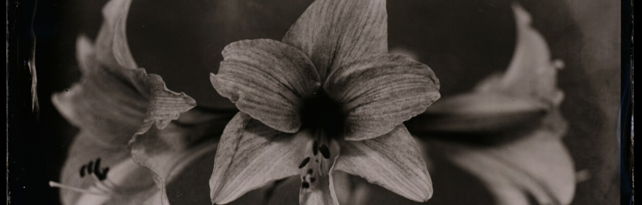 An image of flowers captured by St. Augustine conservation photographer Matt Keene.
