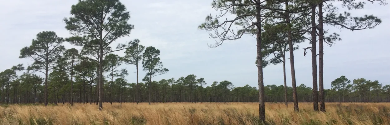 A new fee on developers would conserve undeveloped land like this in St. Johns County.