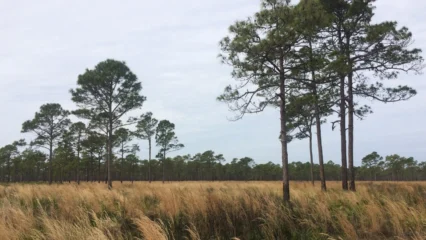 Featured image for “St. Johns County could charge developers a fee for conservation”