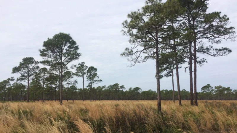 Featured image for “St. Johns County to charge developers a fee for conservation”