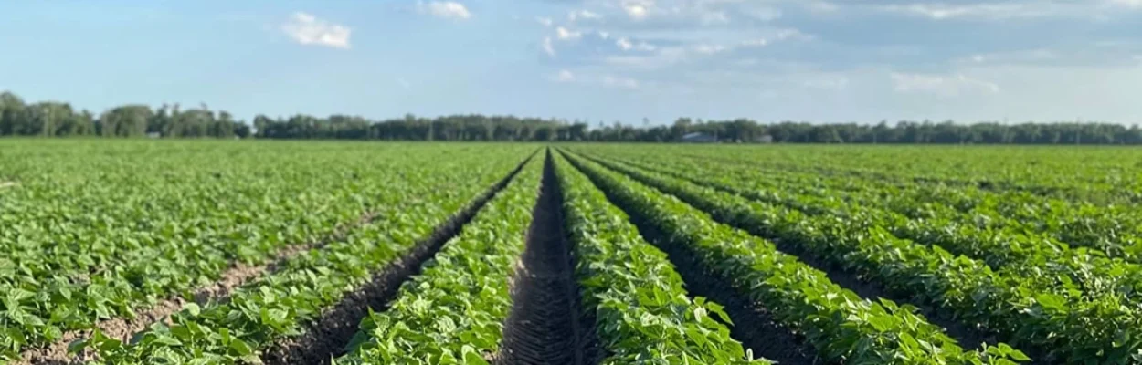 The Wilson Family Farm in St. Johns County is among the producers in the local agriculture industry.