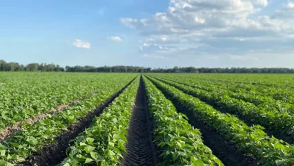 Featured image for “St. Johns County seeks input from agriculture leaders”