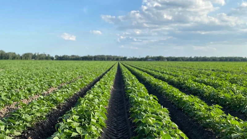 Featured image for “St. Johns County seeks input from agriculture leaders”