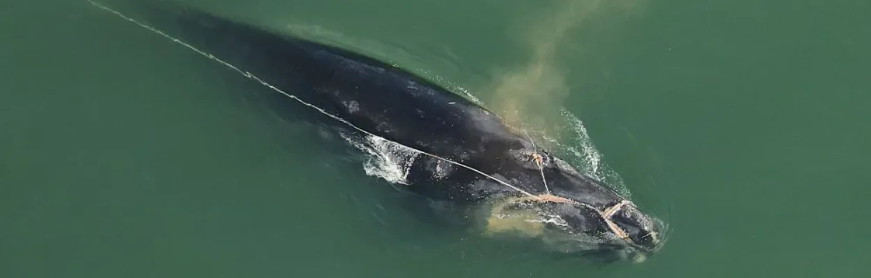 An endangered right whale tangled in fishing lines.