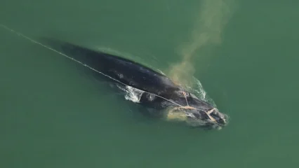 Featured image for “Teams rescue entangled right whale off St. Marys”