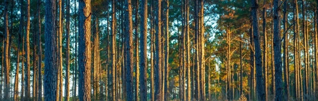 Trees on land to be protected in Escambia County.