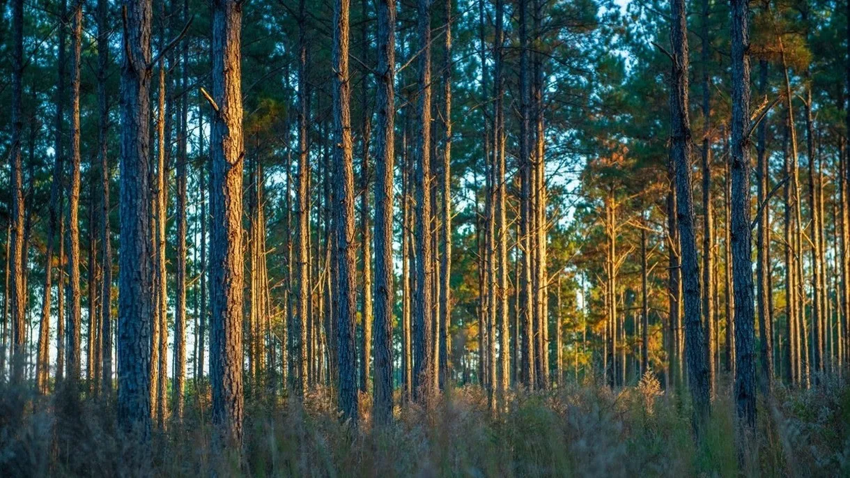 Trees on land to be protected in Escambia County.