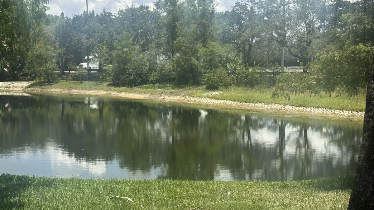 A pond with low water during the drought.