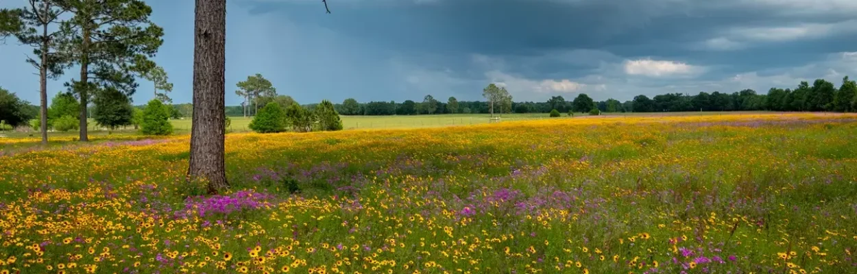 The rural countryside of Suwannee County.