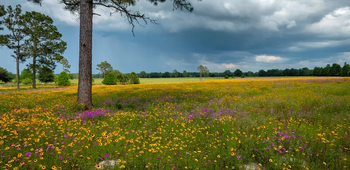 The rural countryside of Suwannee County.