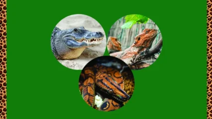 Featured image for “BIT OF JOY | Friday Night Safari”