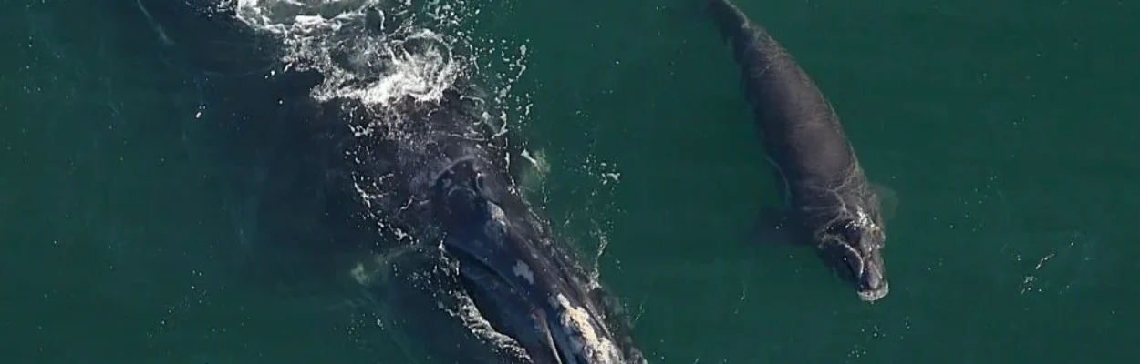 The right whale and her new calf are shown in the water