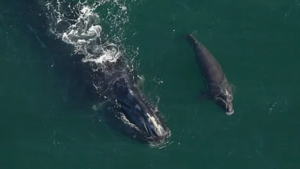 Featured image for “Baby right whale and mother spotted off St. Marys”