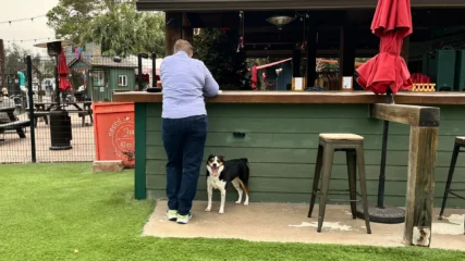 Featured image for “#AskJAXTDY l Dogs on restaurant patios: Who is liable?”