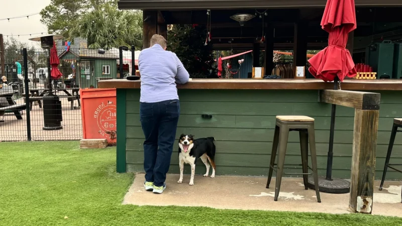 Featured image for “#AskJAXTDY l Dogs on restaurant patios: Who is liable?”