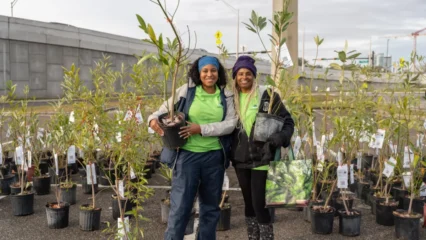 Featured image for “BIT OF JOY | Great Tree Giveaway”