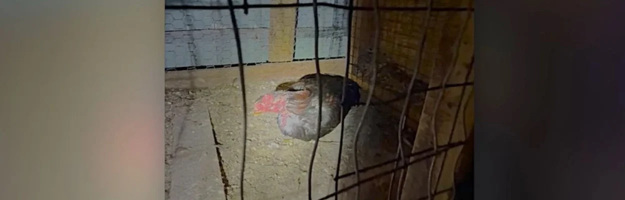 A caged bird from the rooster fighting ring
