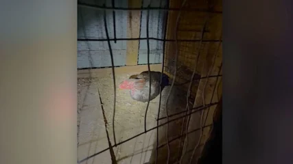 Featured image for “11 accused of rooster fighting at Jacksonville home”