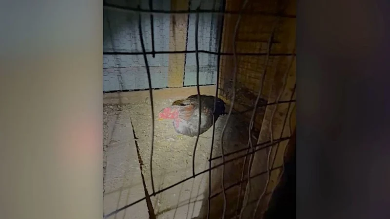 Featured image for “11 accused of rooster fighting at Jacksonville home”