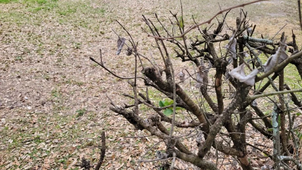 Dry grass and foliage due to a water shortage.