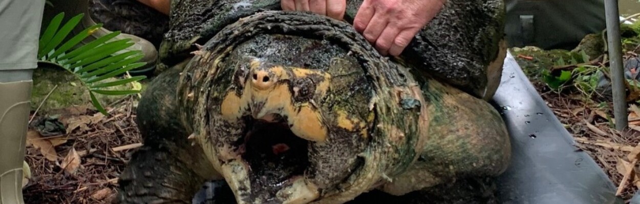 Tonca the turtle getting weighed.