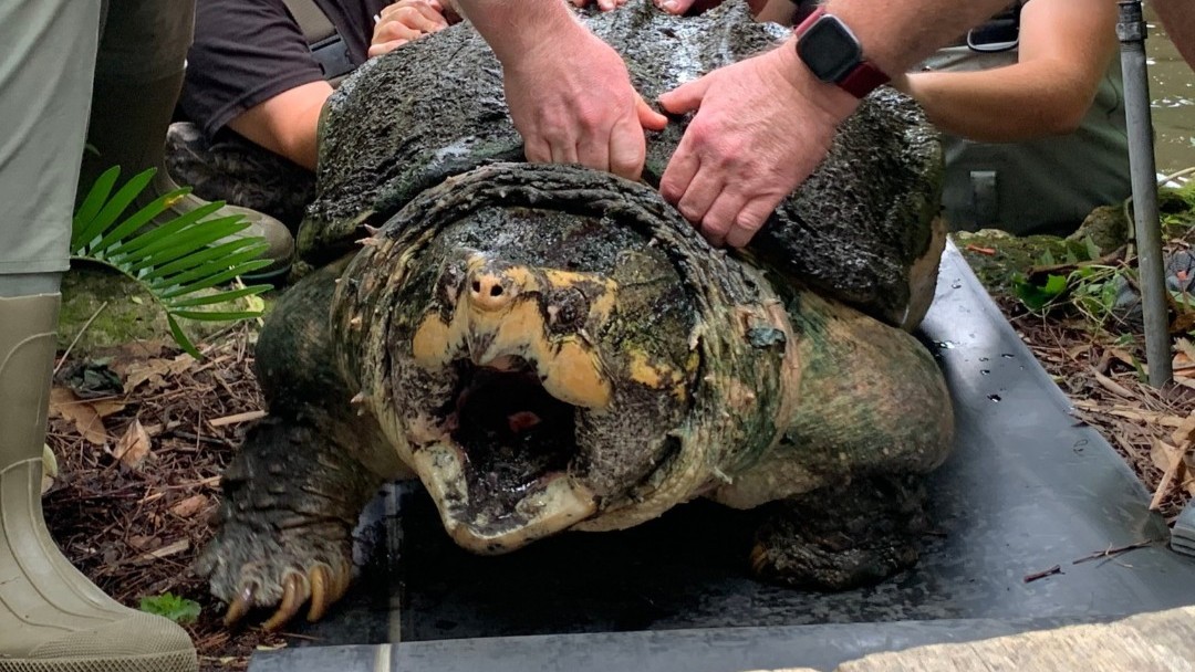 Tonca the turtle getting weighed.
