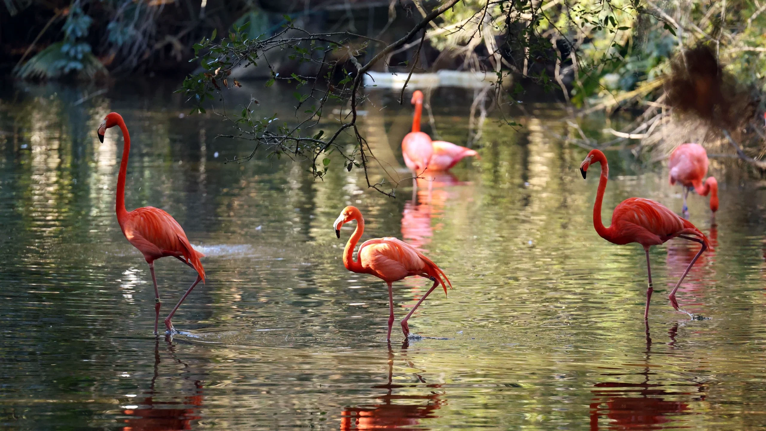 Caribbean flamingos walk around their enclosure at the Jacksonville Zoo and Botanical Gardens in Jacksonville.
