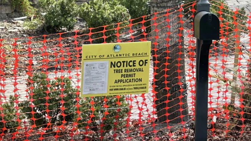 Featured image for “Old stately trees weigh heavy in Atlantic Beach”
