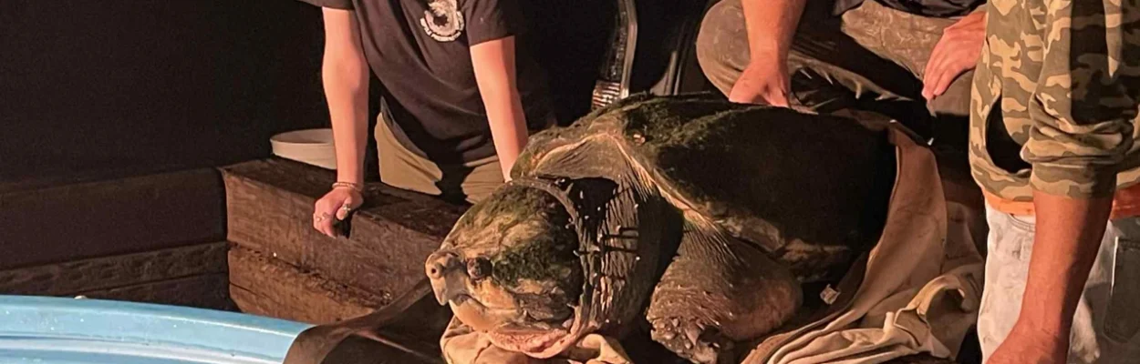 Tonca the turtle just before he entering his new pool at Reptile Preservation Institute in Clay County.