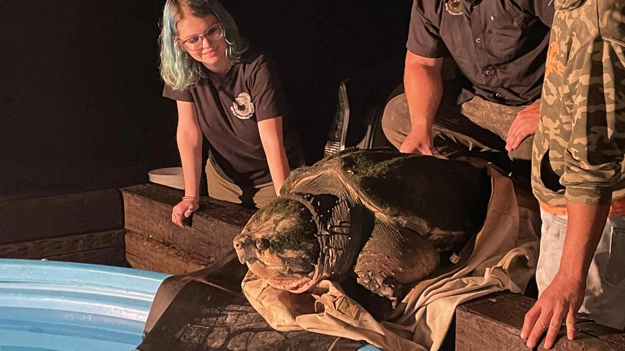 Tonca the turtle just before he entering his new pool at Reptile Preservation Institute in Clay County.