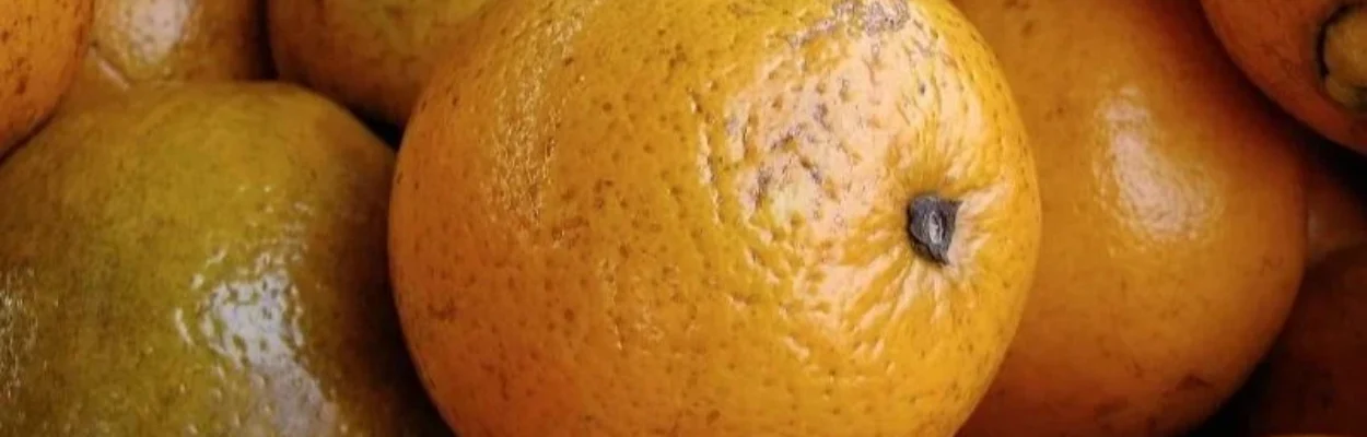 Oranges that survived winter freezes