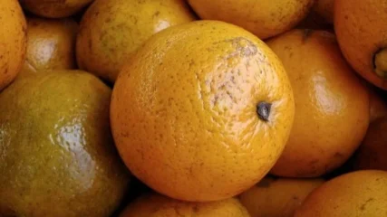 Featured image for “Winter freezes cost Florida growers $3.1B”