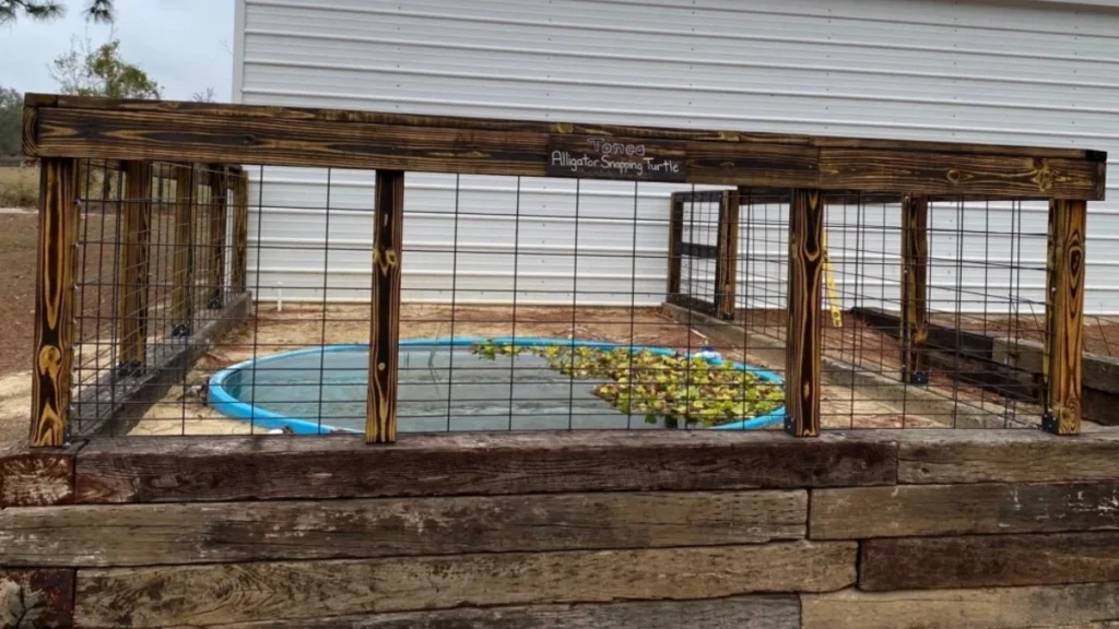 The pool where Tonca now lives at the Reptile Preservation Institute in Clay County.