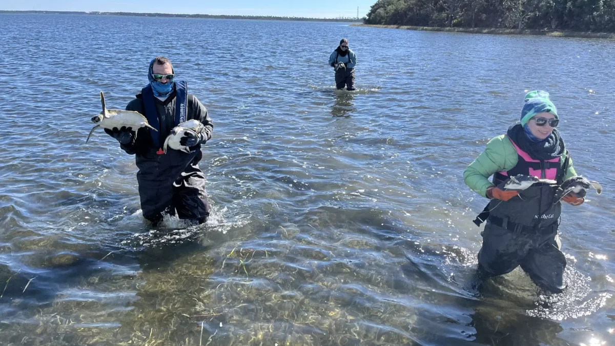 Sea turtles being rescued.