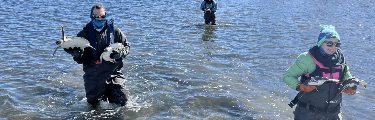 Sea turtles being rescued.