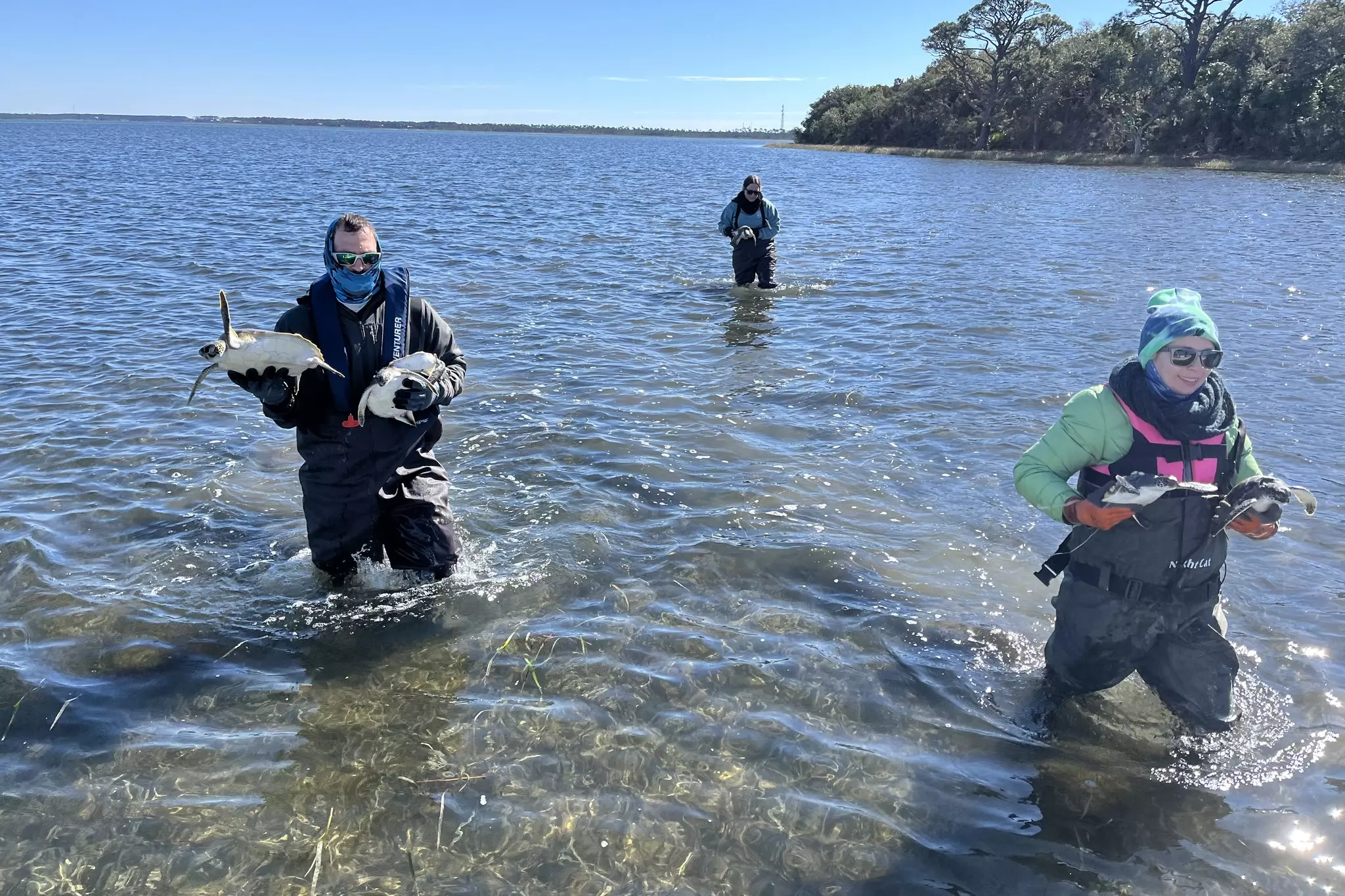 Sea turtles being rescued.