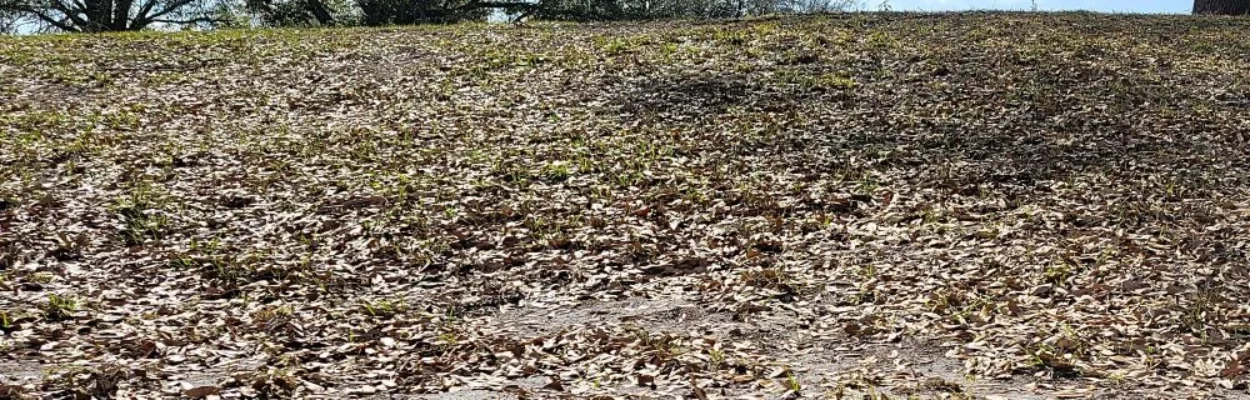Dry grass shows the water shortage