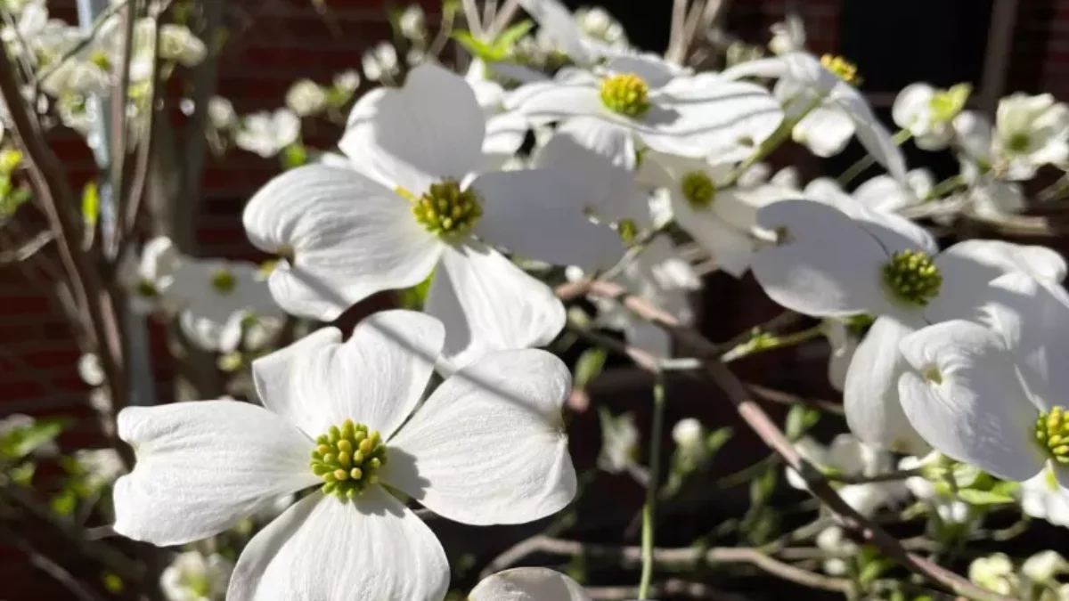 Plants bloom in the spring in Tallahassee.