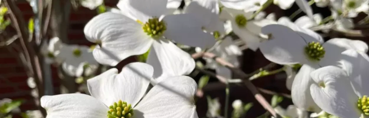 Plants bloom in the spring in Tallahassee.