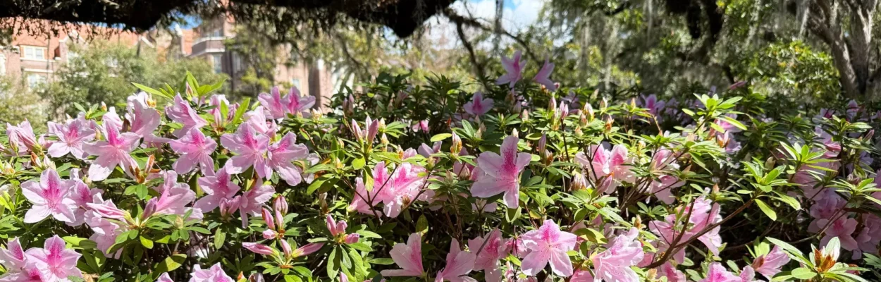 Photo of spring in full bloom in Tallahassee.