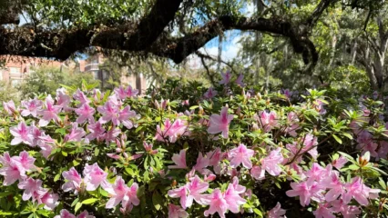 Featured image for “Astronomical spring arrives across Northern Hemisphere”