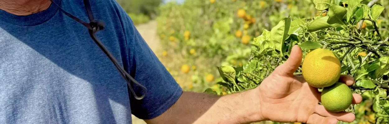 Steve Crump holds a pair of oranges in his grove in De Leon Springs.