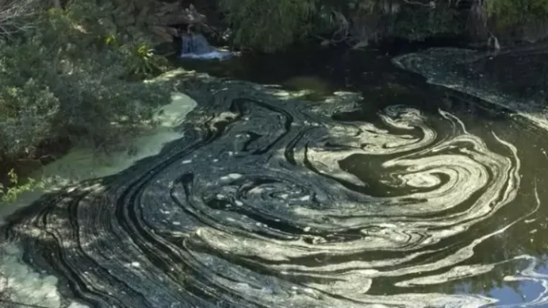 Featured image for “Pollen counts reach highest levels of the year”