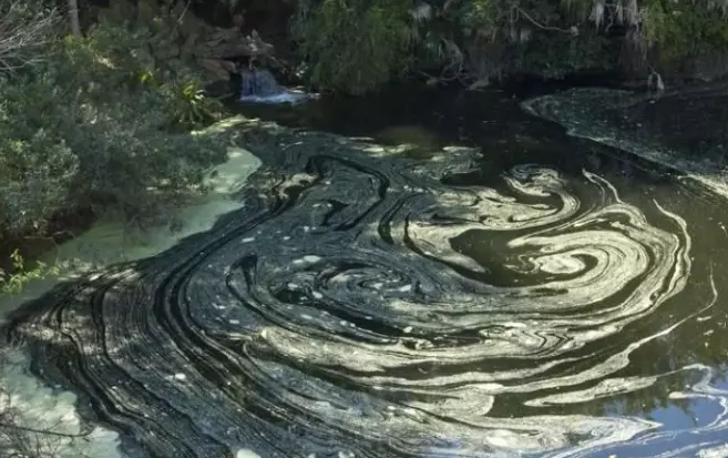 Photo of yellow pollen.