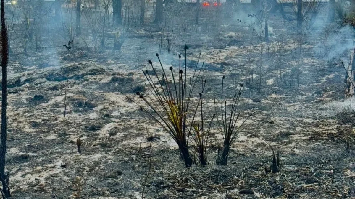 A wildfire burns at the University of North Florida.
